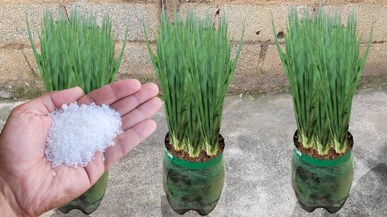 Cebolinha Saudável: Cultivo e Engrossamento