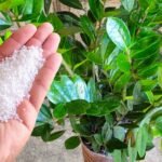 Solução para Plantas: Receita Simples para Crescimento Vigoro 8e66d632-d7a3-4451-b9dd-3f2067eaa1fb-1