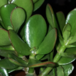 a3c6771d-8e6a-4c55-84af-4bf546b96b48-1