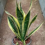 Sansevieria: A Planta 'Indestrutível' que Você Tem e Talvez Não Conheça Seus Tesouros d030a46b-2994-4d58-af11-125a1fb2deb9-2