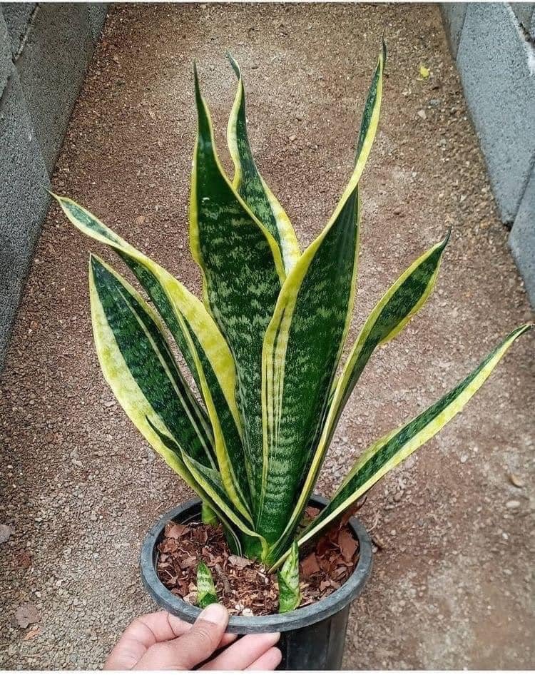 Sansevieria: A Planta Indestrutível que Você Precisa Conhecer