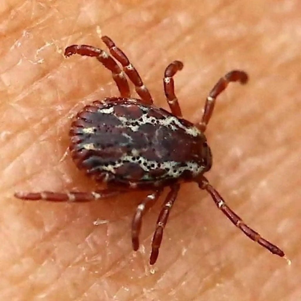 Carrapato em Casa: Identifique e Elimine Riscos