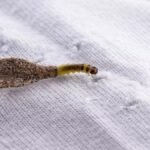 Kamitetep: O Inseto Misterioso Que Pode Estar Na Sua Casa e Como Eliminá-lo de1c2a3b-2454-4346-a096-4fda9b740809