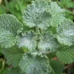 Marrúbio: O Aliado Natural para Fígado, Vesícula e Intestinos e55fca83-9faa-4152-a78b-fe9a04257d57
