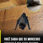 Morcego em Casa: Causas e Segurança