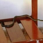 Evite Cobras: Proteja Sua Casa com 3 Dicas Essenciais Evite Cobras: Proteja Sua Casa com 3 Dicas Essenciais