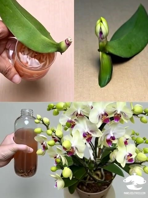 Misturei em 2 minutos, em uma semana a orquídea estava cheia de flores... Descubra como!
