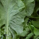 Couve: Mitos e Fatos Sobre Este Superalimento