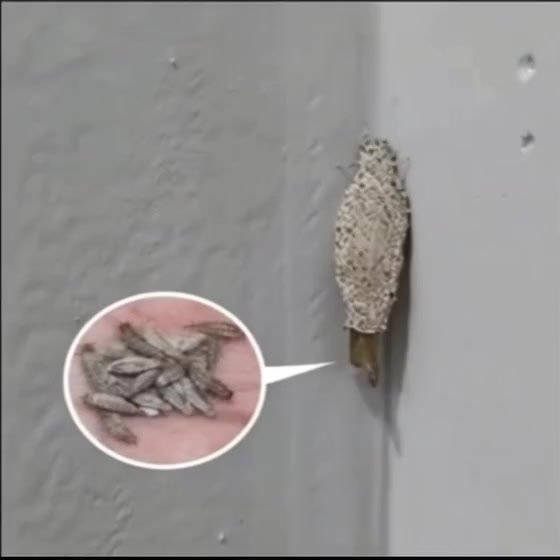 Encontrou este inimigo em casa? Descubra o que ele sinaliza e elimine-o definitivamente!