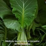 A Verdade Sobre o Consumo de Couve: Mitos e Fatos Revelados por Especialistas featured-1782874151330